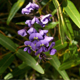 Graines Glycine corail , Glycine australienne, Hardenbergia comptoniana