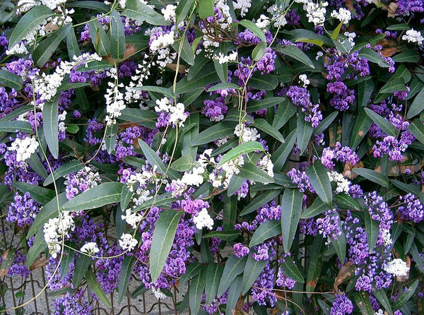 Graines Hardenbergia violacea, Glycine australienne