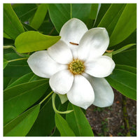 Graines Magnolia de Virginie, Magnolia virginiana