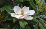 Graines Magnolia à grandes fleurs, Magnolia Grandiflora, Laurier Tulipier