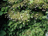 20 Graines Hortensia grimpant, Hydrangea petiolaris