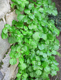 20 Graines Hortensia grimpant, Hydrangea petiolaris