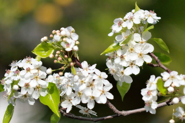 Graines Poirier de Chine, Pyrus calleryana