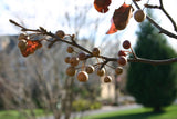 Graines Poirier de Chine, Pyrus calleryana