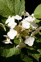 Graines Hortensia à feuilles de chêne, Hydrangea quercifolia