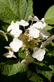 Graines Hortensia à feuilles de chêne, Hydrangea quercifolia