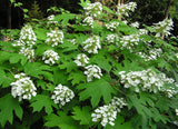 Graines Hortensia à feuilles de chêne, Hydrangea quercifolia