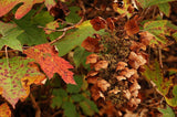 Graines Hortensia à feuilles de chêne, Hydrangea quercifolia