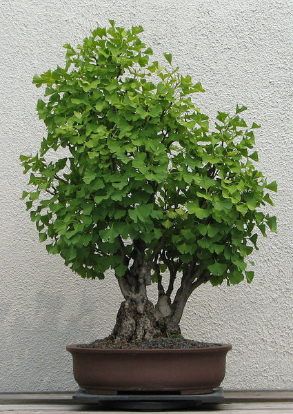 Graines de Ginkgo biloba, Arbre aux quarante écus, Arbre aux abricots d'argent, Bonsaï