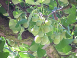 Graines de Ginkgo biloba, Arbre aux quarante écus, Arbre aux abricots d'argent, Bonsaï