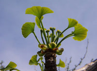 Graines de Ginkgo biloba, Arbre aux quarante écus, Arbre aux abricots d'argent, Bonsaï