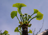 Graines de Ginkgo biloba, Arbre aux quarante écus, Arbre aux abricots d'argent, Bonsaï