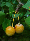 Graines de Ginkgo biloba, Arbre aux quarante écus, Arbre aux abricots d'argent, Bonsaï