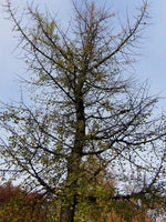 Graines de Ginkgo biloba, Arbre aux quarante écus, Arbre aux abricots d'argent, Bonsaï