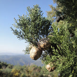 Graines Cupressus sempervirens var. pyramidalis, Cyprès d'Italie, Cyprès commun