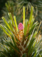 Graines de Pin des Alpes, Pinus cembra, Arolle, Pin cembro