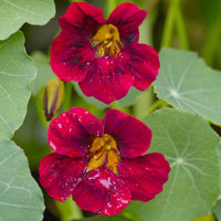 Graines de Tropaeolum Nanum "Tom Thum Night & Day", Capucine Naine