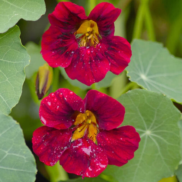 Graines de Tropaeolum Nanum "Tom Thum Night & Day", Capucine Naine