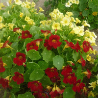 Graines de Tropaeolum Nanum "Tom Thum Night & Day", Capucine Naine