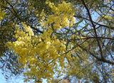 Graines de Mimosa, Acacia Decora