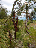 Graines de Acacia mearnsii, Acacia Noir, Acacia Vert