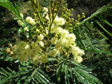 Graines de Acacia mearnsii, Acacia Noir, Acacia Vert