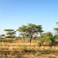 Graines Acacia Senegal, Gommier Blanc