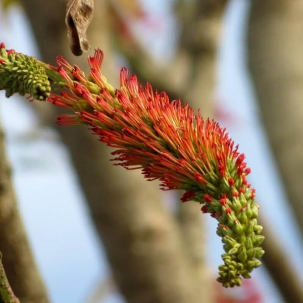 Graines Acrocarpus fraxinifolius, Mundani