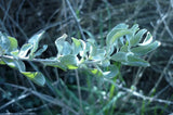 Graines Atriplex halimus, arroche halime, pourpier de mer, arroche marine