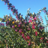 Graines Berberis vulgaris var. Seroi, épine-vinette