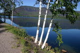 Graines Betula papyrifera, Bouleau à Papier