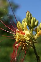 Graines Caesalpinia gilliesii, Césalpinie de Gillies, Oiseau de Paradis Jaune