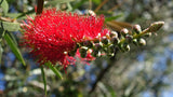 Graines Callistemon citrinus, Melaleuca citrina, Rince-bouteille