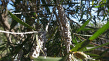 Graines Callistemon citrinus, Melaleuca citrina, Rince-bouteille