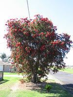 Graines Callistemon viminalis, Rince-bouteille pleureur