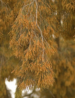 Graines Casuarina Cunninghamiana, Pin Australien, idéal Bonsaï