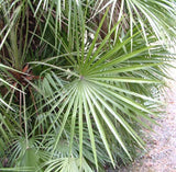 Graines Chamaerops humilis, Palmier nain, Palmier doum