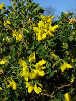 Graines de Coronilla Glauca, Coronille glauque, Coronille des Garrigues