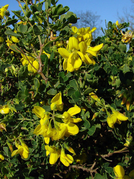 Graines de Coronilla Glauca, Coronille glauque, Coronille des Garrigues