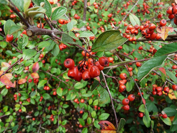 Graines de Cotoneaster Franchetii, Cotonéaster de Franchet