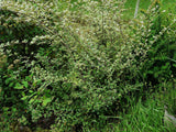 Graines de Cotoneaster Franchetii, Cotonéaster de Franchet