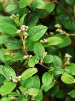 Graines de Cotoneaster Franchetii, Cotonéaster de Franchet