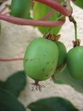 Graines Actinidia arguta, Kiwaï, kiwi de Sibérie