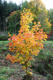 Graines Acer saccharum, Érable à sucre, Érable Franc