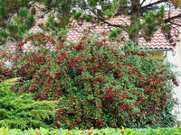 Graines Cotoneaster lacteus, Cotonéaster laiteux