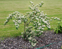 Graines Cotoneaster lacteus, Cotonéaster laiteux