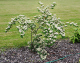 Graines Cotoneaster lacteus, Cotonéaster laiteux