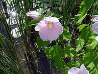 Graines Hibiscus moscheutos, Hibiscus des marais