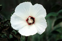 Graines Hibiscus moscheutos, Hibiscus des marais