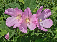 Graines Hibiscus moscheutos, Hibiscus des marais